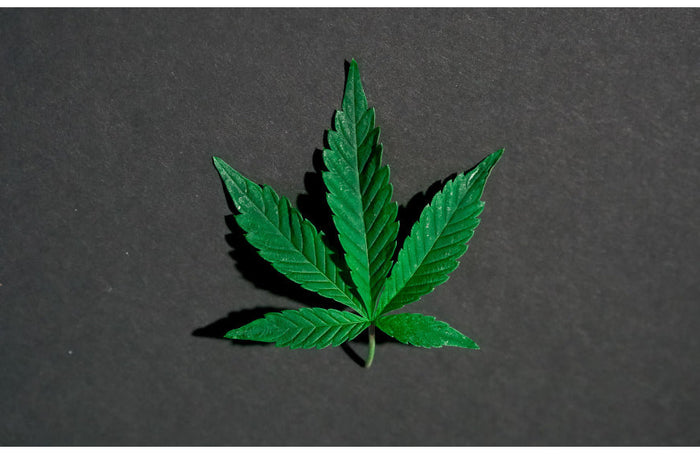 Representantes electos y profesionales del CBD se manifiestan en Marsella a favor de la legalización del cannabis