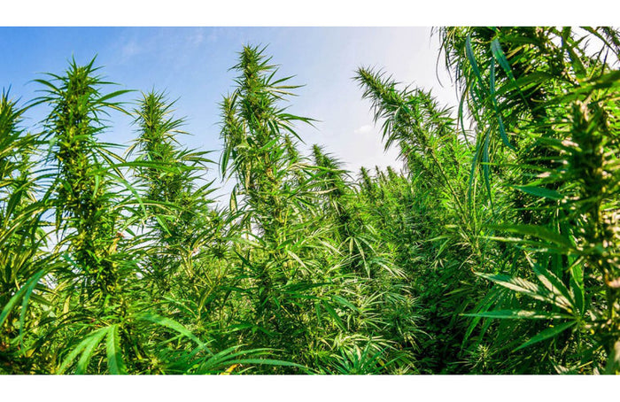 ¿Cómo puedo convertirme en cultivador de cáñamo?