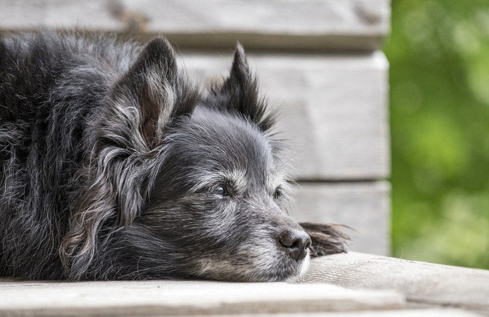 Aliviar la artrosis en perros con aceite de CBD