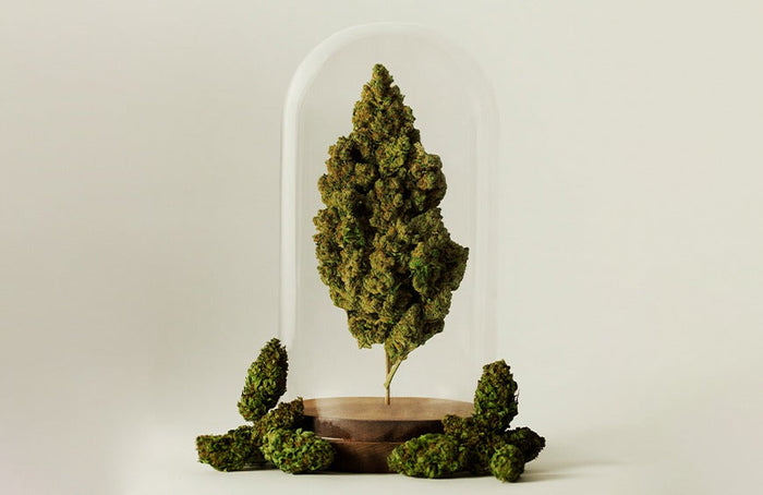 High Society ostenta el récord mundial de la cabeza de CBD más grande.