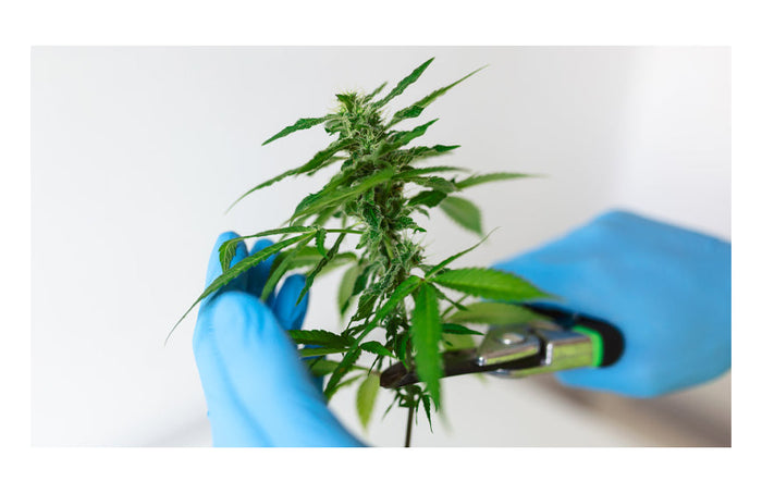 Indica vs Sativa: las diferencias que debes conocer