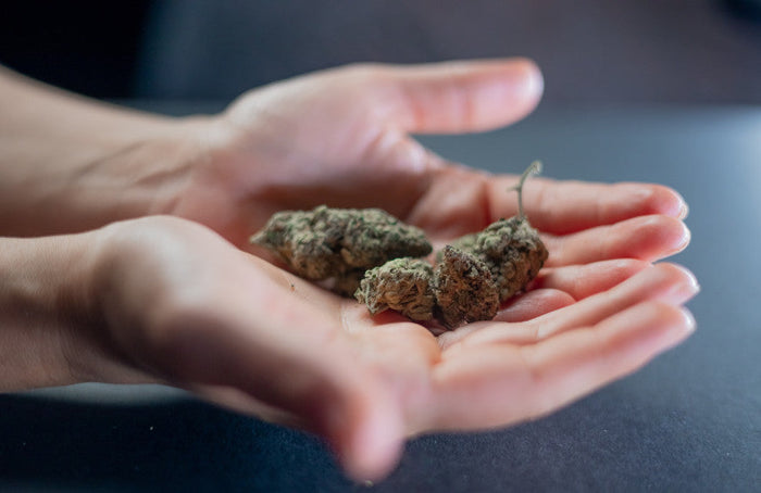 Los mejores criterios para elegir flores de CBD