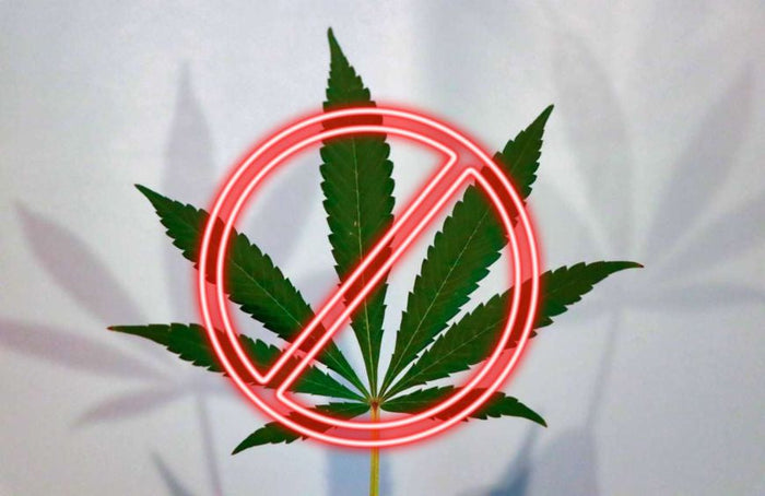 ¿Cuáles son las contraindicaciones del CBD?