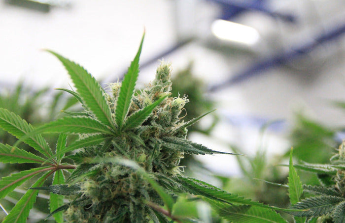 ¡El Consejo de Estado legaliza las flores de CBD!