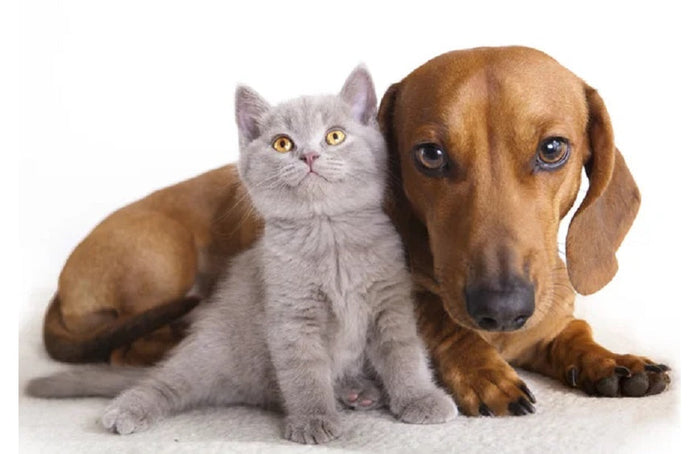 ¿Puedo darle CBD a mi mascota?