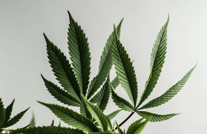 El destino de las flores del CDB, en manos del Consejo de Estado