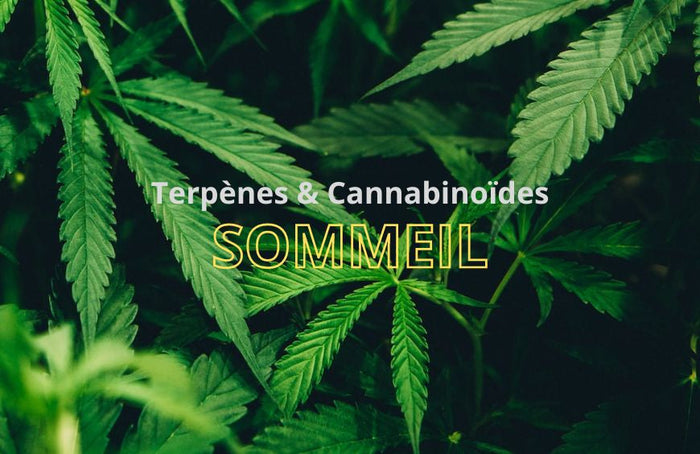 Los cannabinoides y los terpenos pueden ayudar a dormir mejor