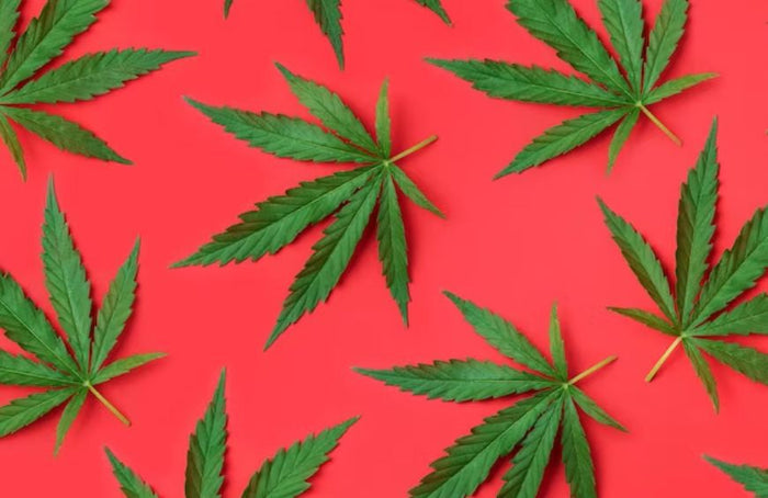 Se dice que las hojas de cáñamo tienen propiedades antioxidantes.