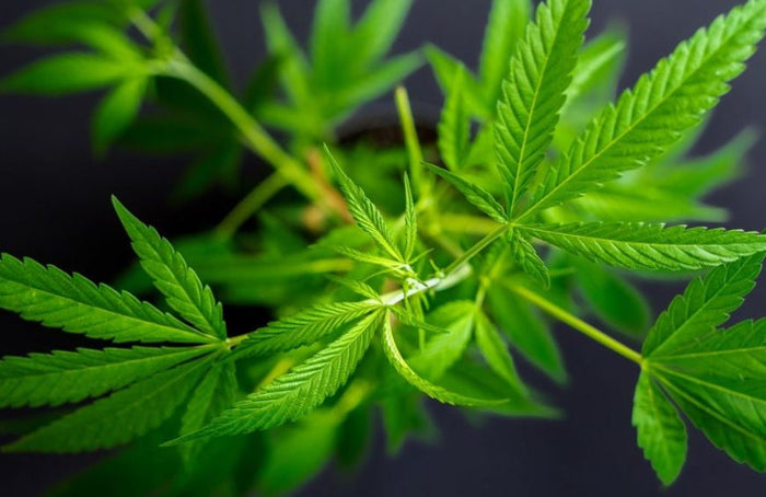 ¿Qué es el cannabis?