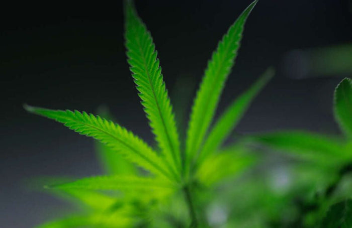 Cannabis en Europa: las últimas noticias de este otoño