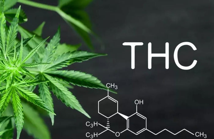 ¿La molécula de THC en la raíz de la adicción al cannabis?