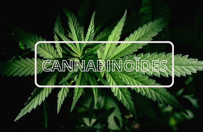 CBN, CBG, CBDA, CBGA, todo lo que necesitas saber sobre estos cannabinoides