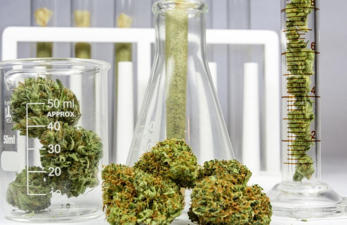 ¿Cuál es la diferencia entre CBDV y CBD?