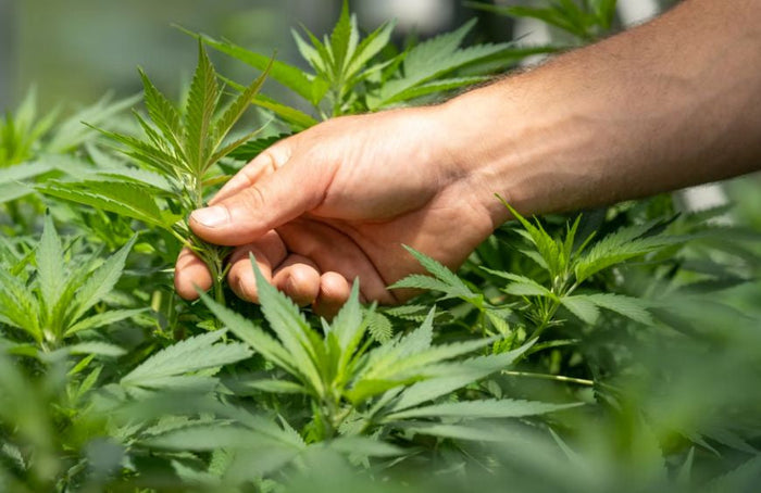 ¿Cómo pueden el CBD y el CBG mejorar la toma de decisiones y la resolución de problemas?