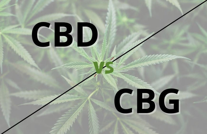 CBD o CBG: ¿qué elegir?
