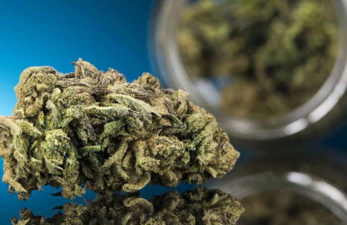 Sativa índica o híbrida, ¿cuáles son las diferencias?