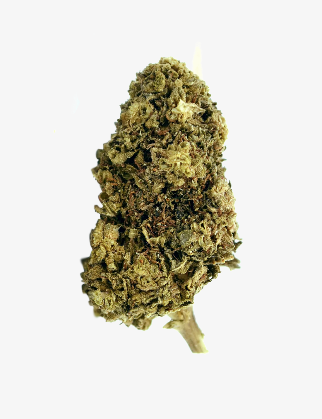 🎁 Northern Lights CBD (100% de descuento)