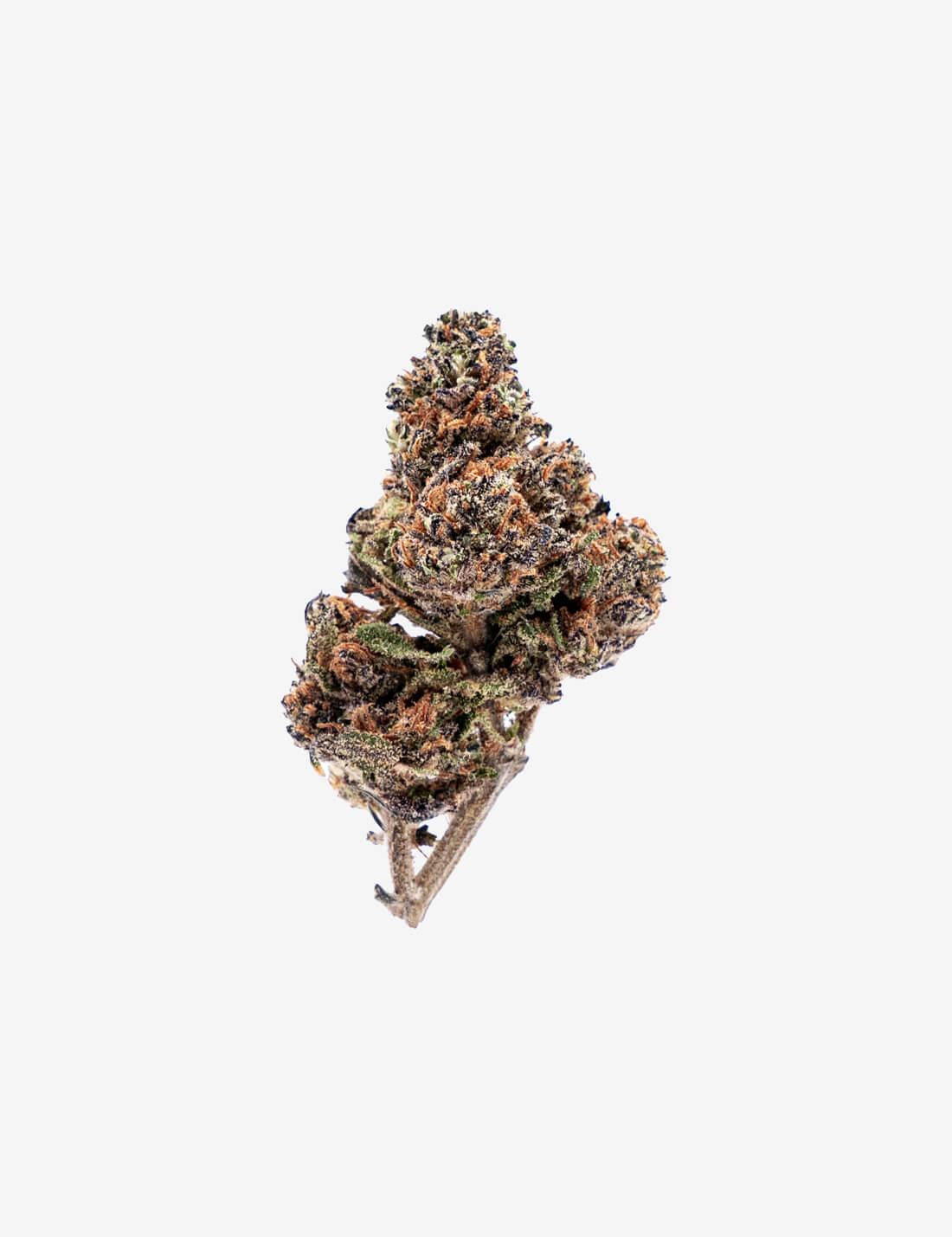 🎁 Purple Haze CBD (100% descuento)