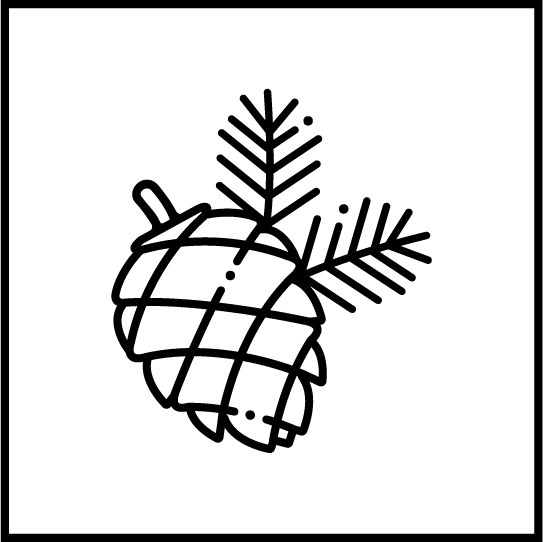 insignia